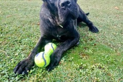 l-nerone